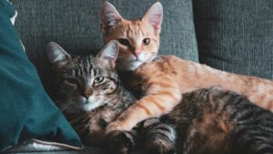 a group of cats lying on a couch
